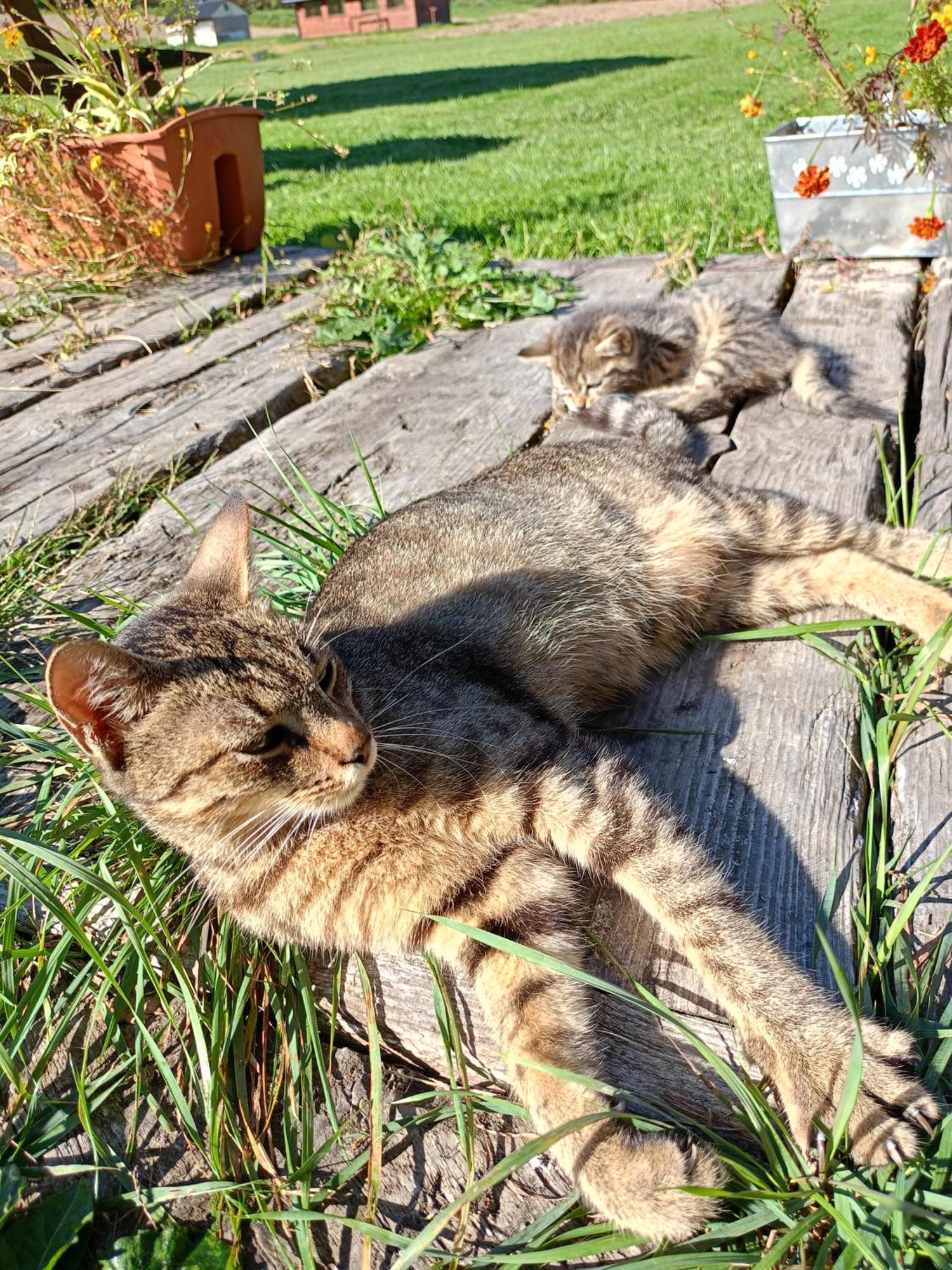 Bobliwo Gosciniec Na Stoku Pokoje 2,3,4 Osobowe, Cisza, Spokoj, Widok Na Stok Narciarski, Lasy, Laki מראה חיצוני תמונה